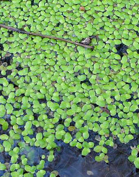 Phytotherapie